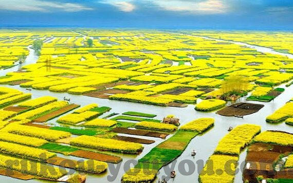 红杏视频麻豆-开展健康网络环境的思考，论红杏视频麻豆现象的反思与引导